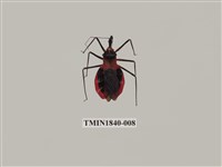 藏品(菲律賓產昆蟲)的圖片